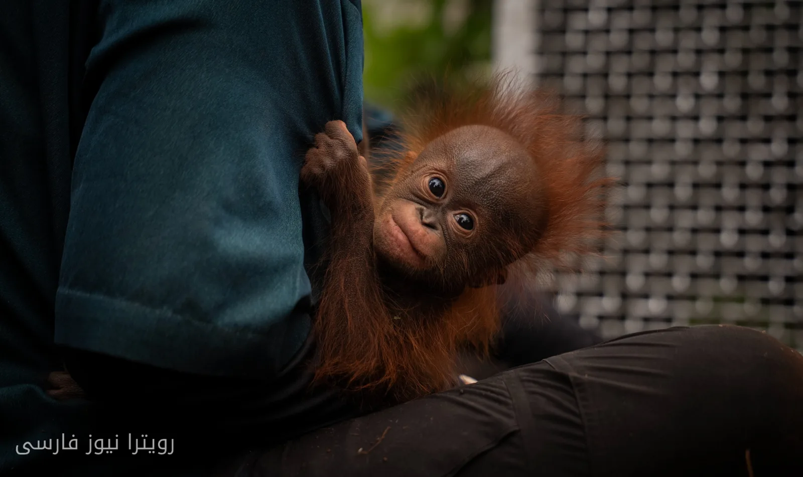 Rescue of 18 Orangutans from Devastating Fires in Indonesia