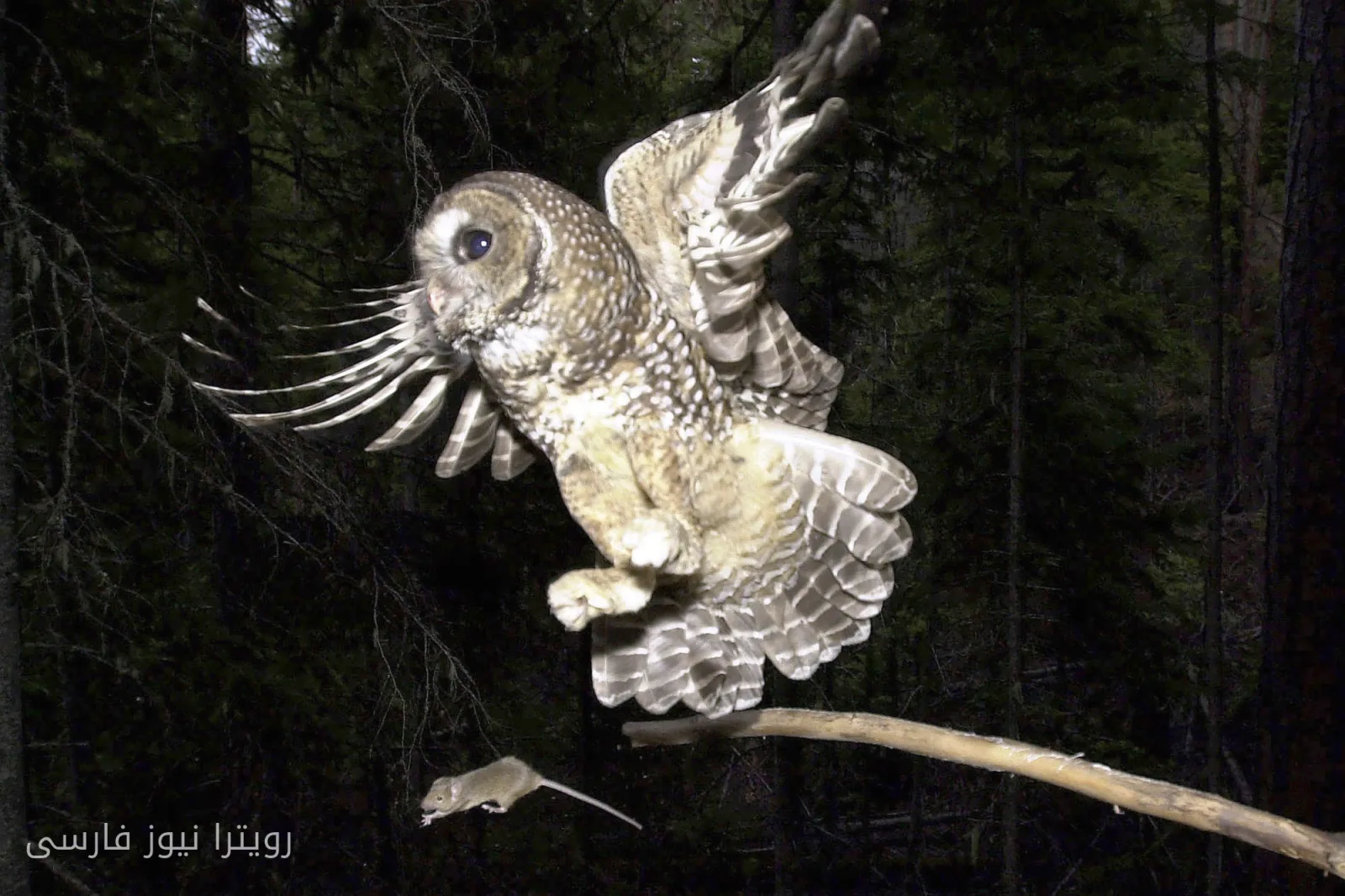 New Interpretation of the Endangered Species Act by the Trump Administration