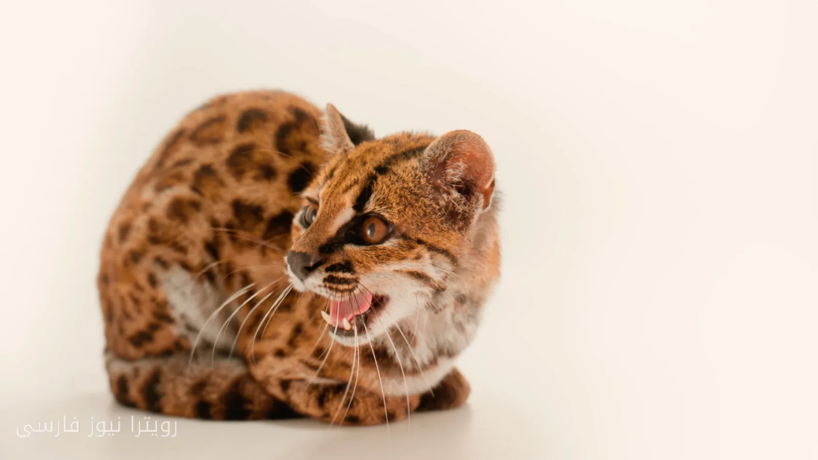 Researchers Identify New Cat Species After More Than 100 Years
